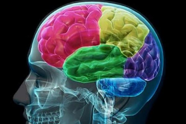 The secret of the human brain